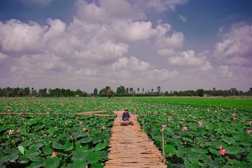 Les champs de lotus est un lieu original de Dong Thap